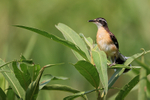 Black-capped Donacobiu...