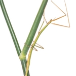 Mediterranean stick insect (Bacillius rossius) 