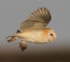 Barn Owl