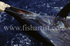 Marlin Head.
