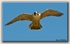 Peregrin Falcon