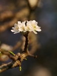Close Up Of Blossom In My Garden