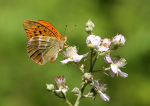 Silver-Washed Fritillary