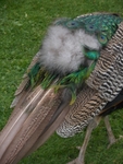 Image 7 - Peacock