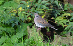 Turtle Dove