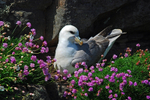 Fulmar