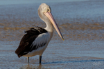 Pelican Portrait 2