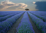Tree  Provence