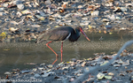 Black Stork