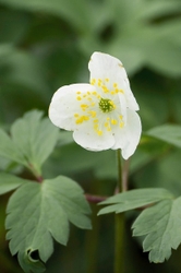 Wood Anemone