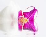 The Melting Orchid