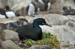 Shag