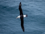 Black-browed Albatross