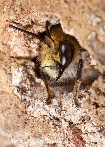 Male Hairy-footed Flower Bee ([i]Anthophora plumipes[/i]), looking out of a nest burrow in an old stone wall.