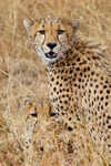 Cheetah brothers