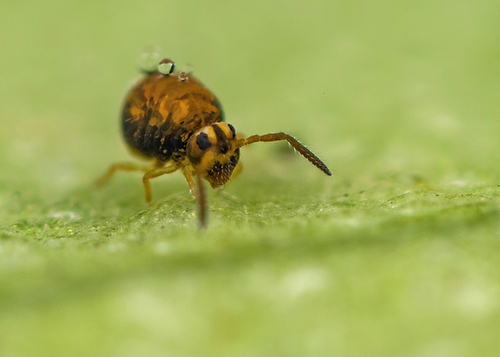 [i]Sminthurinus aureus[/i]. On the underside of a fallen leaf. Warwickshire, December 2013.

A very dark form of [i…