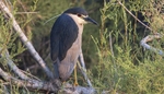 Night Heron.