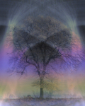 M21  Winter Tree  (8 x 10)