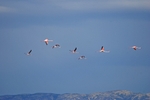 Greater Flamingos