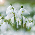 Snowdrop Light