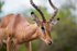 Impala Portrait 2