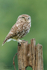 Little Owl