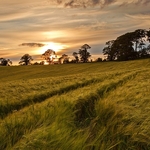 Barley Field Sunset