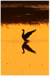 Gray Lag Goose at Dawn