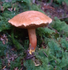 Larch Bolete