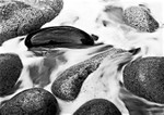 Rock In Motion