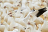 Ross's Goose among Snow Geese, Bosque del Apache, New Mexico