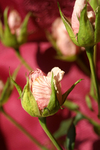 Flowers Set 07 - 11