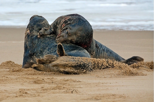 Grey seals fighting on Horsey Beach in Norfolk. During the months of December and January the colony heads on to the…