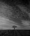 JOSHUA TREE