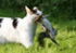 519 Cat and Squirrel