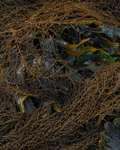 Rockweed 5
