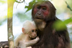 Mother and baby stump-tailed Macaques