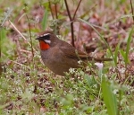 Siberian Rubythroat