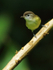 Brown-capped Vireo, Pipeline Trail, Boquete, Panama
