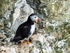 Puffin