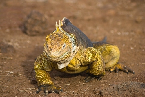 Land Iguana
