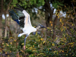 Wood Stork landing on bush with stick, Wakodahatchee Wetlands, Florida
