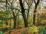Wilsons Woods