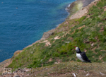 Puffin on Skomer Island