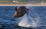 CHANORY DOLPHIN 2026 40