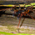 Digital - Bronze - John Slater - This is an Adult buzzing Spider