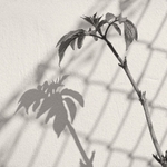 Leaf Shadow Leeds City Centre in Black & White