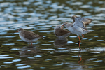 Spotted Redshank flapping its wings in the lagoon on Brownsea Island