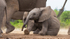 Elephant Baby 6