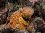 Eledone cirrhosa